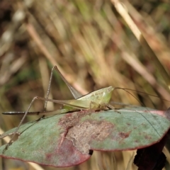 Conocephalus sp. (genus) (A Tussock Katydid) at Mount Painter - 21 Jan 2021 by CathB