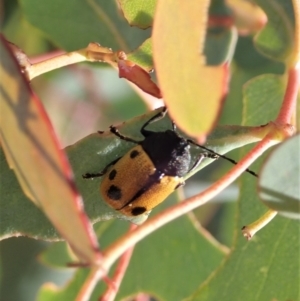 Cadmus (Cadmus) litigiosus at Cook, ACT - 22 Jan 2021 08:22 AM