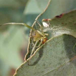 Deliochus pulcher at Cook, ACT - 22 Jan 2021