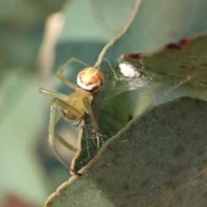 Deliochus pulcher at Cook, ACT - 22 Jan 2021