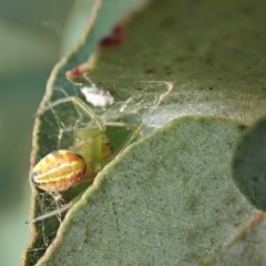 Deliochus pulcher at Cook, ACT - 22 Jan 2021 07:41 AM