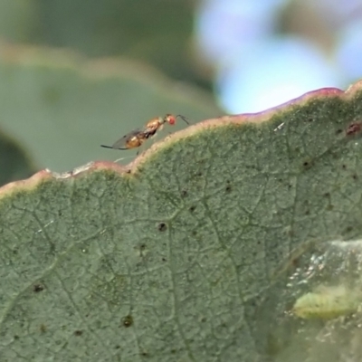 Megastigmus sp. (genus) (Parasitic wasp) at Cook, ACT - 21 Jan 2021 by CathB