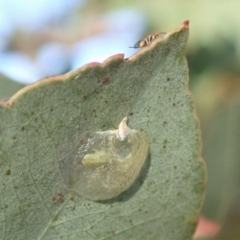 Psyllidae sp. (family) (Unidentified psyllid or lerp insect) at Cook, ACT - 22 Jan 2021 by CathB