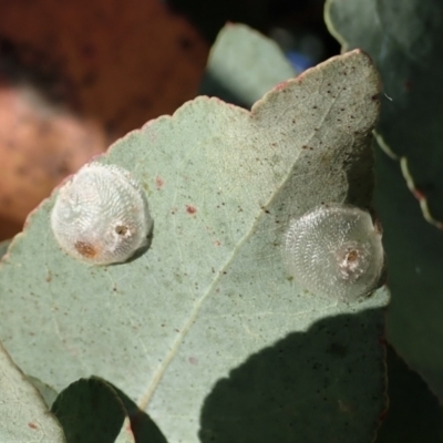 Psyllidae sp. (family) (Unidentified psyllid or lerp insect) at Cook, ACT - 21 Jan 2021 by CathB