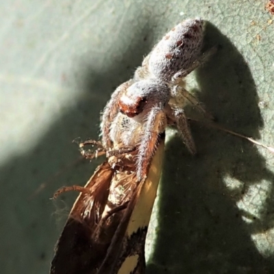 Opisthoncus sexmaculatus (Six-marked jumping spider) at Cook, ACT - 22 Jan 2021 by CathB