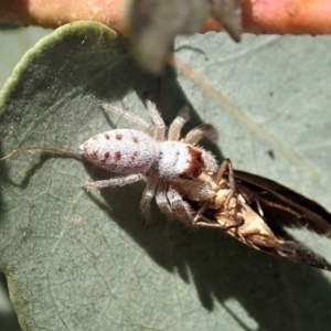 Opisthoncus sexmaculatus at Cook, ACT - 22 Jan 2021