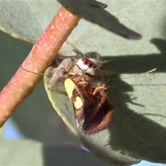 Opisthoncus sexmaculatus at Cook, ACT - 22 Jan 2021