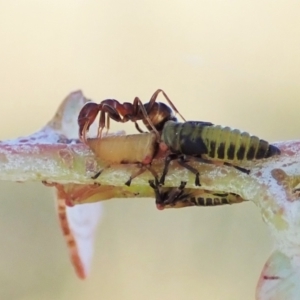 Eurymelinae (subfamily) at Cook, ACT - suppressed