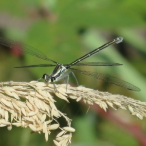 Austroargiolestes icteromelas at Paddys River, ACT - 22 Jan 2021