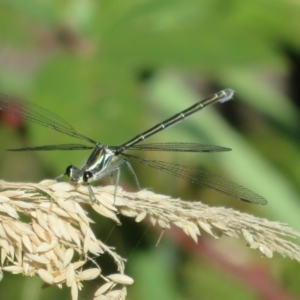 Austroargiolestes icteromelas at Paddys River, ACT - 22 Jan 2021