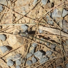 Austroargiolestes icteromelas at Paddys River, ACT - 22 Jan 2021