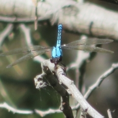 Diphlebia nymphoides (Arrowhead Rockmaster) at Paddys River, ACT - 21 Jan 2021 by Christine