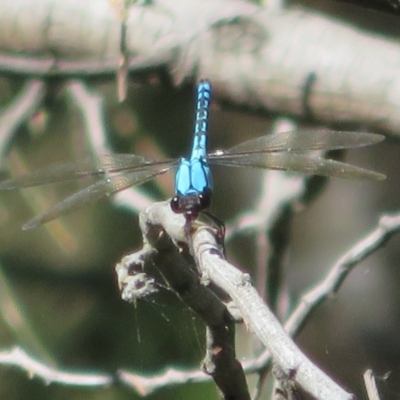 Diphlebia nymphoides (Arrowhead Rockmaster) at Paddys River, ACT - 21 Jan 2021 by Christine