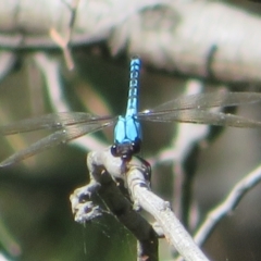 Diphlebia nymphoides at Paddys River, ACT - 22 Jan 2021