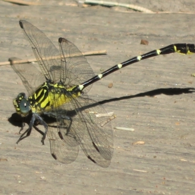 Hemigomphus gouldii (Southern Vicetail) at Paddys River, ACT - 21 Jan 2021 by Christine