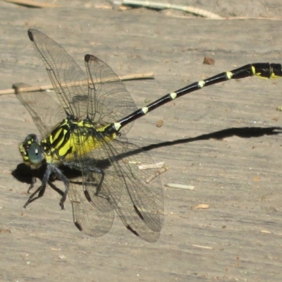 Hemigomphus gouldii (Southern Vicetail) at Paddys River, ACT - 22 Jan 2021 by Christine