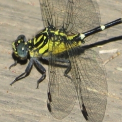 Hemigomphus gouldii at Paddys River, ACT - 22 Jan 2021 09:22 AM