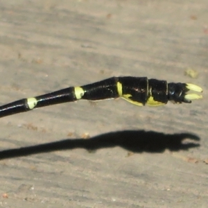 Hemigomphus gouldii at Paddys River, ACT - 22 Jan 2021