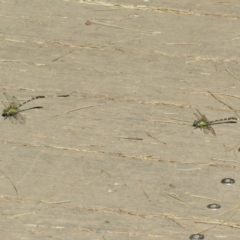 Hemigomphus gouldii at Paddys River, ACT - 22 Jan 2021 09:22 AM