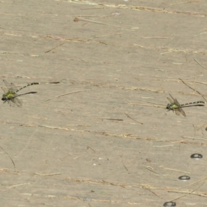 Hemigomphus gouldii at Paddys River, ACT - 22 Jan 2021 09:22 AM