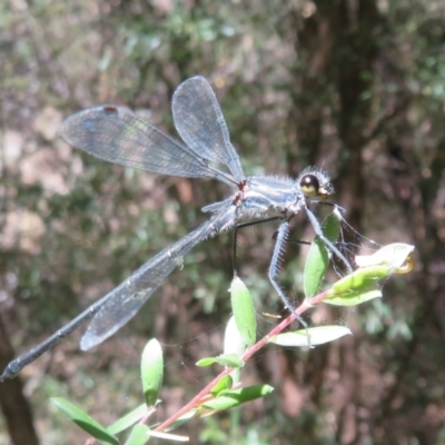 Austroargiolestes icteromelas (Common Flatwing) at Paddys River, ACT - 21 Jan 2021 by Christine