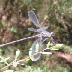 Austroargiolestes icteromelas at Paddys River, ACT - 22 Jan 2021 09:50 AM