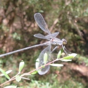 Austroargiolestes icteromelas at Paddys River, ACT - 22 Jan 2021 09:50 AM