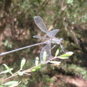 Austroargiolestes icteromelas at Paddys River, ACT - 22 Jan 2021 09:50 AM