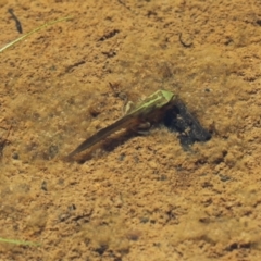 Litoria verreauxii verreauxii (Whistling Tree-frog) at Gibraltar Pines - 15 Jan 2021 by SuziBond