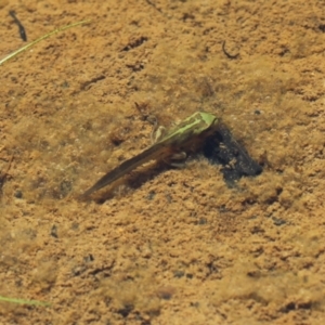 Litoria verreauxii verreauxii at Paddys River, ACT - 15 Jan 2021