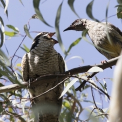 Eudynamys orientalis (Pacific Koel) at Kambah, ACT - 21 Jan 2021 by AlisonMilton