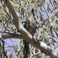 Anthochaera carunculata (Red Wattlebird) at Kambah, ACT - 21 Jan 2021 by AlisonMilton