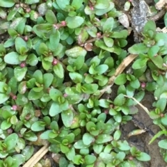 Elatine gratioloides (Waterwort) at The Pinnacle - 20 Jan 2021 by JaneR