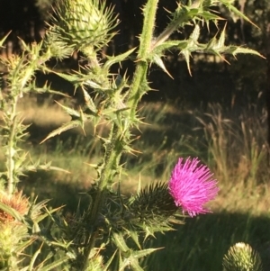 Cirsium vulgare at Molonglo Valley, ACT - 16 Jan 2021