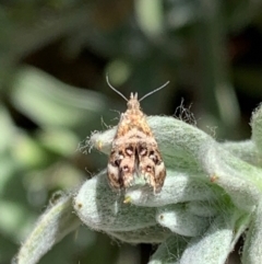 Tebenna micalis (Small Thistle Moth) at Murrumbateman, NSW - 21 Jan 2021 by SimoneC