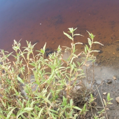 Persicaria prostrata (Creeping Knotweed) at Jones Creek, NSW - 17 Dec 2010 by abread111