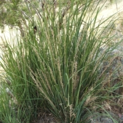 Lomandra longifolia (Spiny-headed Mat-rush, Honey Reed) at Jones Creek, NSW - 17 Dec 2010 by abread111