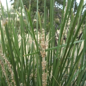 Lomandra longifolia at Jones Creek, NSW - 17 Dec 2010 03:03 PM