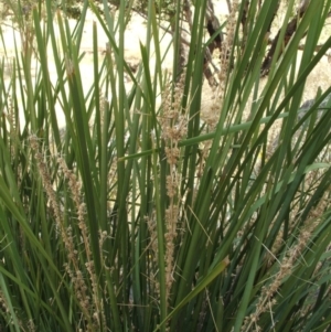 Lomandra longifolia at Jones Creek, NSW - 17 Dec 2010 03:03 PM