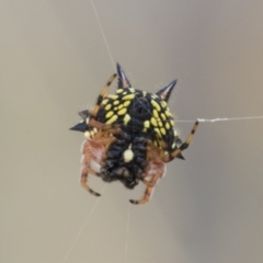 Austracantha minax (Christmas Spider, Jewel Spider) at Kambah, ACT - 20 Jan 2021 by AlisonMilton