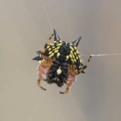 Austracantha minax (Christmas Spider, Jewel Spider) at Kambah, ACT - 21 Jan 2021 by AlisonMilton