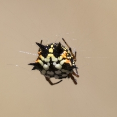 Austracantha minax at Kambah, ACT - 21 Jan 2021 09:23 AM