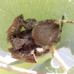 Araneinae (subfamily) (Orb weaver) at Urambi Hills - 20 Jan 2021 by AlisonMilton