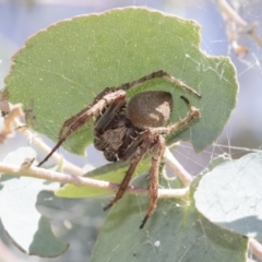 Araneinae (subfamily) at Greenway, ACT - 21 Jan 2021