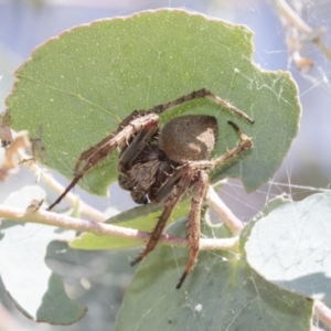 Araneinae (subfamily) at Greenway, ACT - 21 Jan 2021