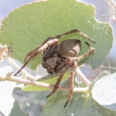 Araneinae (subfamily) at Greenway, ACT - 21 Jan 2021