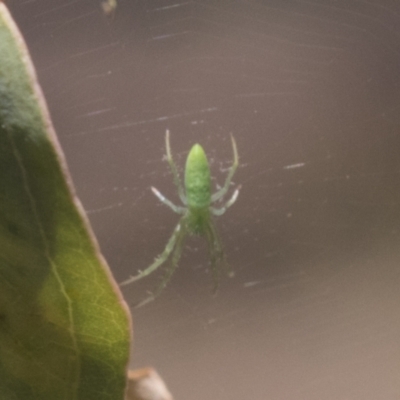 Araneus talipedatus (Slender green orb-weaver) at Greenway, ACT - 21 Jan 2021 by AlisonMilton