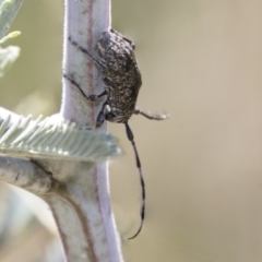 Ancita sp. (genus) (Longicorn or longhorn beetle) at Tuggeranong DC, ACT - 21 Jan 2021 by AlisonMilton