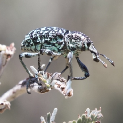 Chrysolopus spectabilis (Botany Bay Weevil) at Tuggeranong DC, ACT - 21 Jan 2021 by AlisonMilton