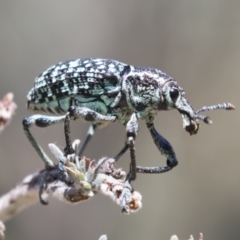 Chrysolopus spectabilis at Tuggeranong DC, ACT - 21 Jan 2021